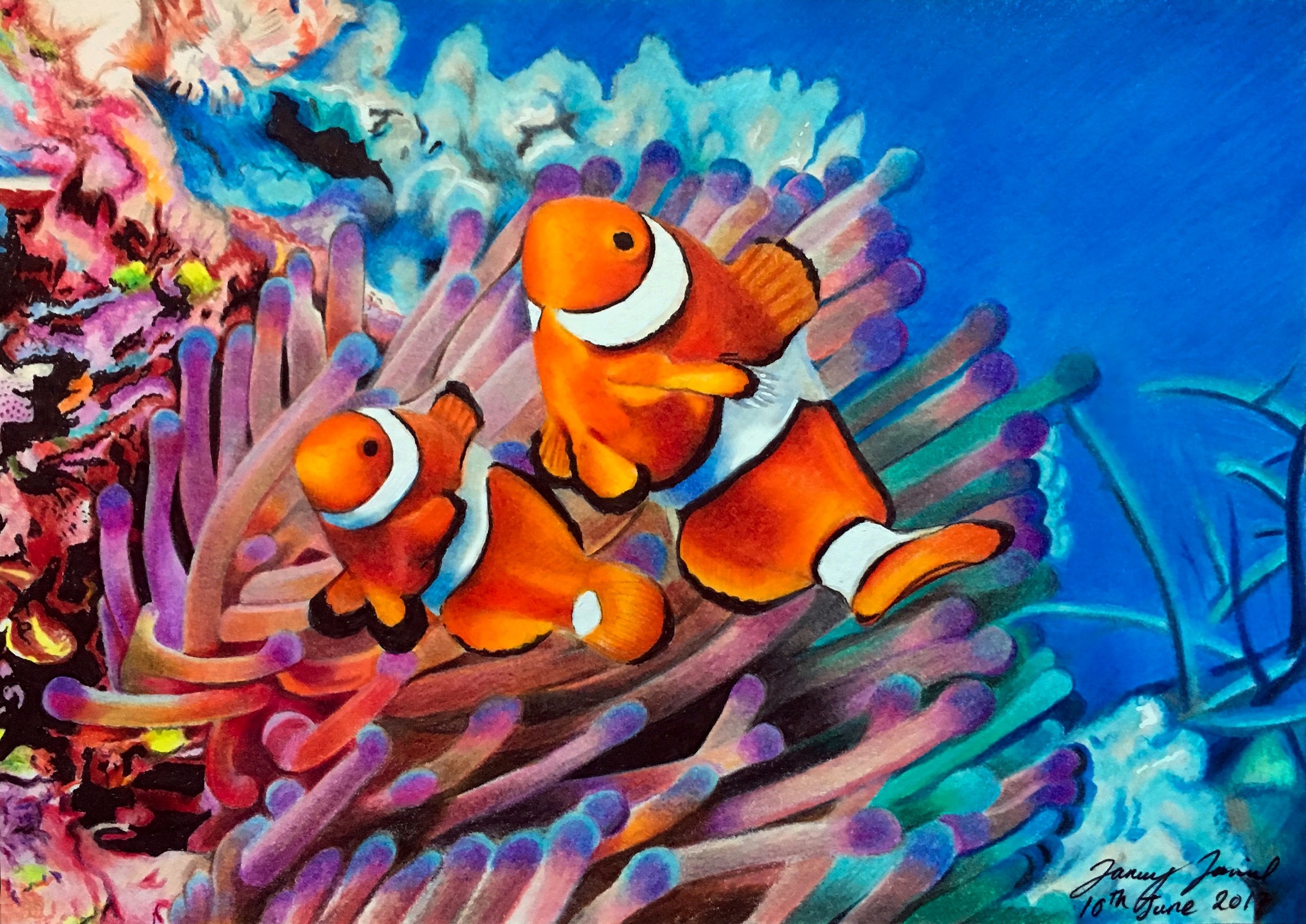 Clownfish